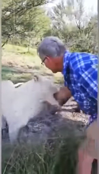 Muž hladil lvici, skoro mu ukousla ruku.