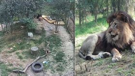 Majitel chová nelegálně lva a na kotec nemá povolení, úředníci se ale zvířete bojí.