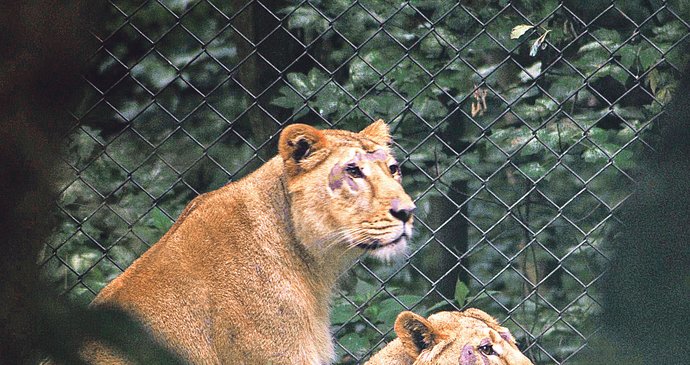 Lví sestry Yany a Yeny čekaly na samce tři roky