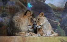 Sourozenci Leon a Ronja  v ústecké zoo: To je lví tulení!