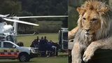 Ošetřovatelku ze zoo potrhali lvi: Zaútočili, když uklízela klec, je v kritickém stavu