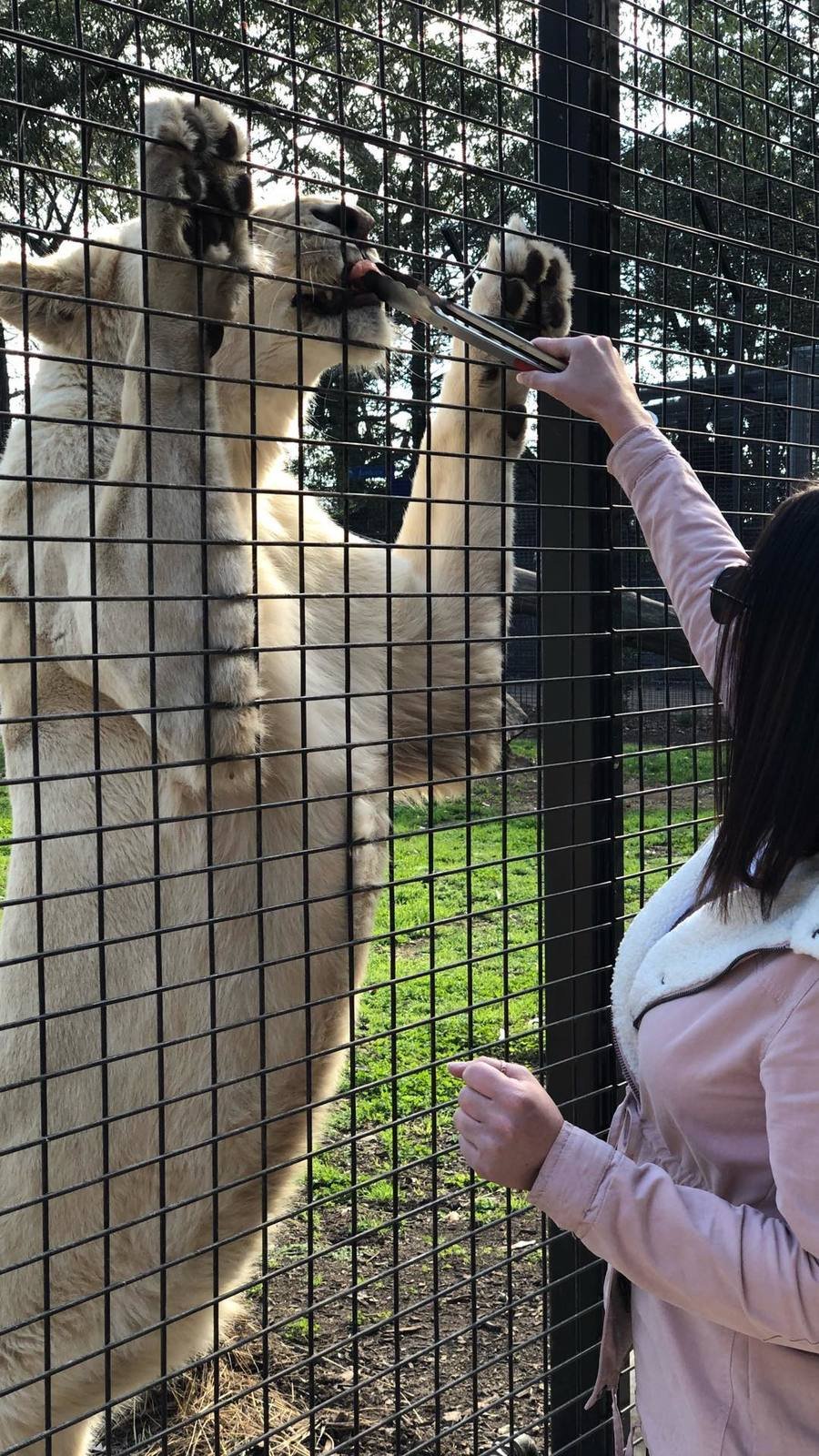Ošetřovatelka ze zoo skončila v kritickém stavu: Brutálně ji napadli lvi.