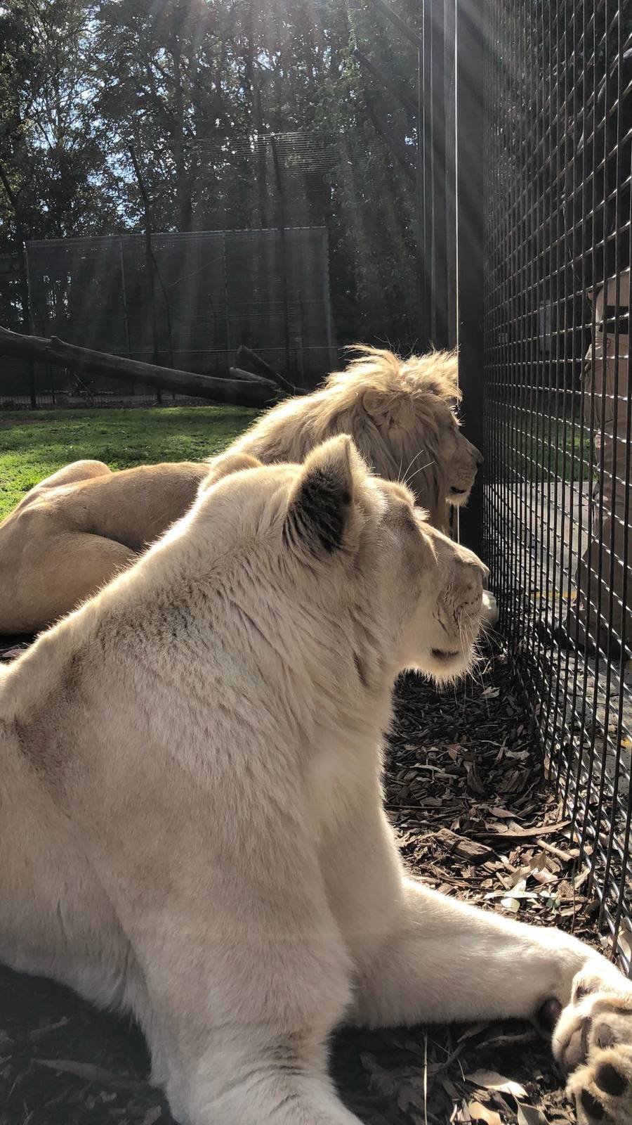 Ošetřovatelka ze zoo skončila v kritickém stavu: Brutálně ji napadli lvi.