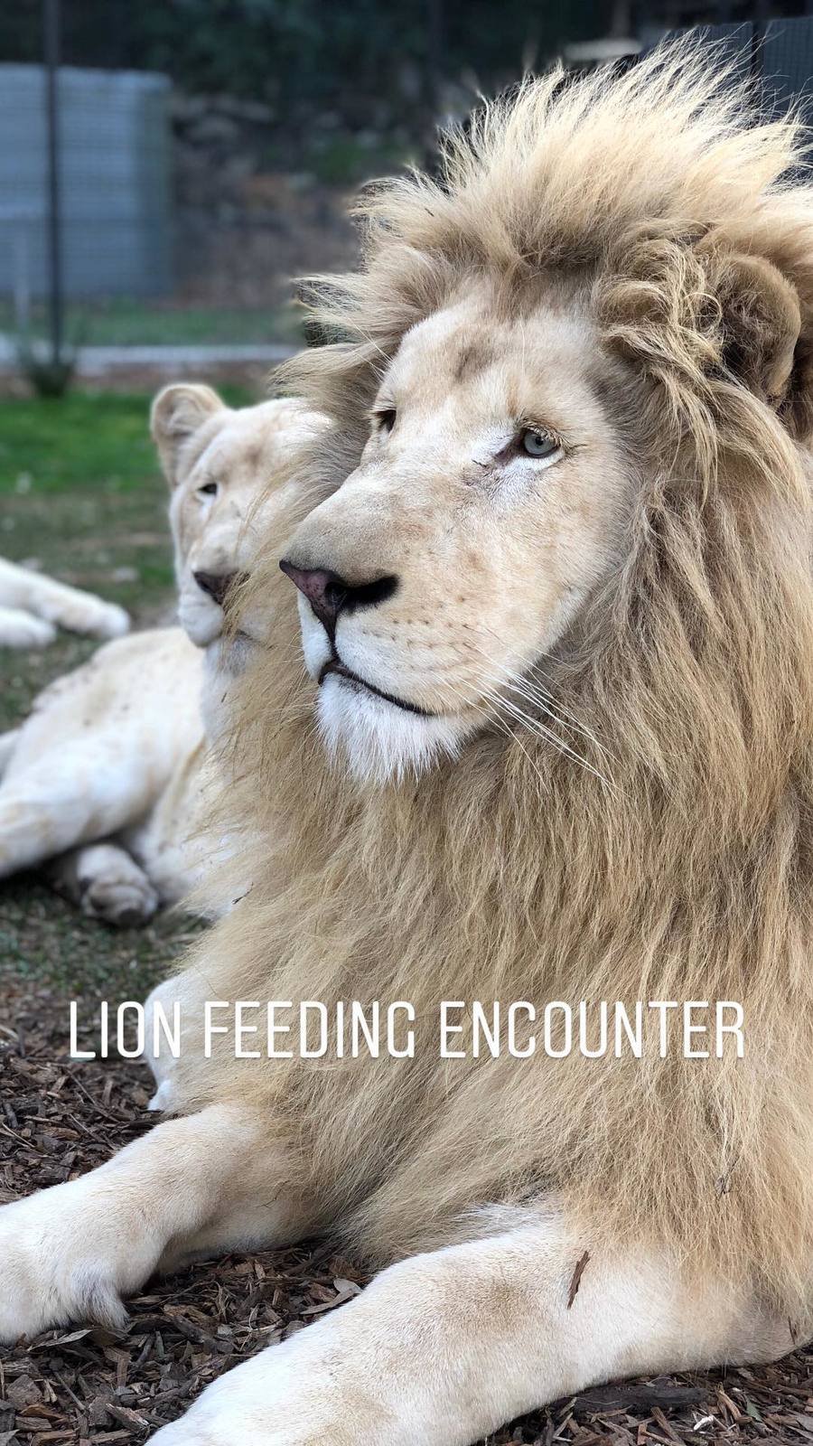 Ošetřovatelka ze zoo skončila v kritickém stavu: Brutálně ji napadli lvi.