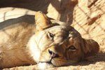 Samice lva berberského Neyla z plzeňské zoo uhynula po komplikovaném porodu.