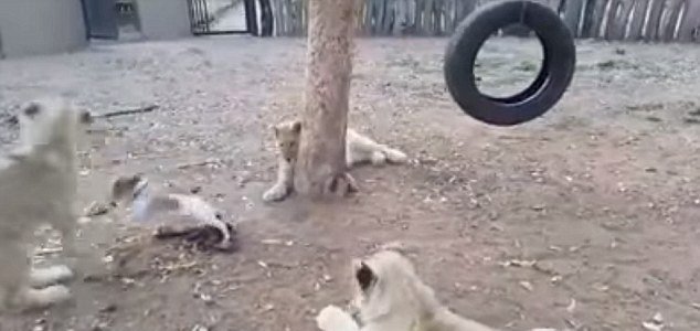 Ratlík si dovoluje na 3 lvy! A vůbec se jich nebojí.