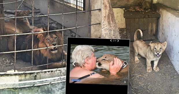 Soukromníci chovají stovky šelem. „Je otázkou času, než se něco stane,“ varují experti