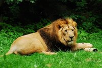 Dívku (†14) v Keni zabil lev: Odnesl ji z ranče, tělo našli u řeky