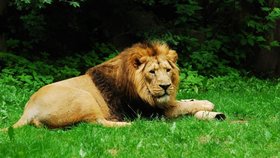Případ zakopaných lvů u Kladna byl odložen: Podle majitele uhynula, pak je chtěl pohřbít!