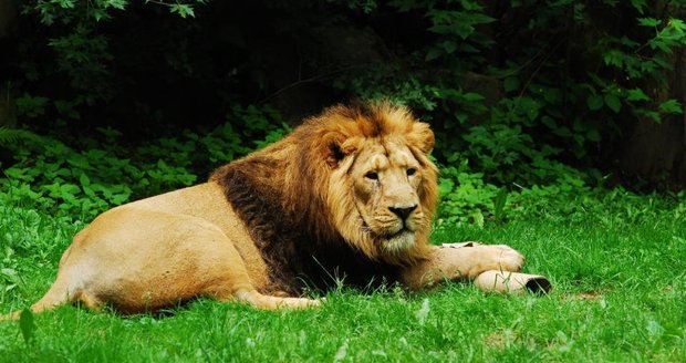 Případ zakopaných lvů u Kladna byl odložen: Podle majitele uhynula, pak je chtěl pohřbít!