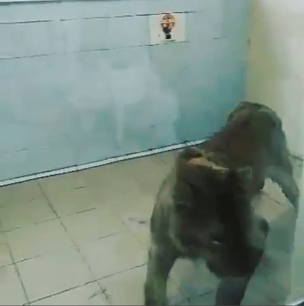 Na Sibiři v Rusku nalezla policie zanedbaného lva. Jeho majitel ho zanechal napospas smrti.