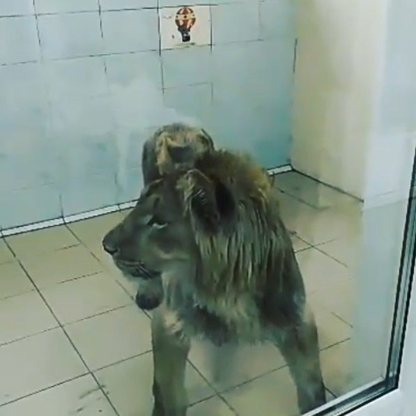 Na Sibiři v Rusku nalezla policie zanedbaného lva. Jeho majitel ho zanechal napospas smrti.