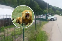 Lev zabil na Slovensku chovatele Jozefa (†56): Šelma potrhala v zoo ženu už před lety!