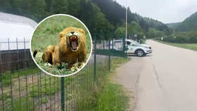 Lev zabil na Slovensku chovatele Jozefa (†56): Šelma potrhala v zoo ženu už před lety! 