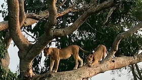 Světová rarita na pokraji vyhynutí: Stromové lvy v Ugandě vraždí kvůli černé magii