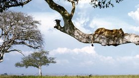 Lvi v Ugandě si hoví na stromech.