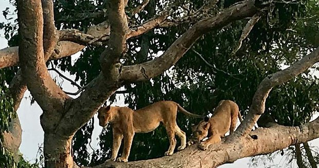 Světová rarita na pokraji vyhynutí: Stromové lvy v Ugandě vraždí kvůli černé magii