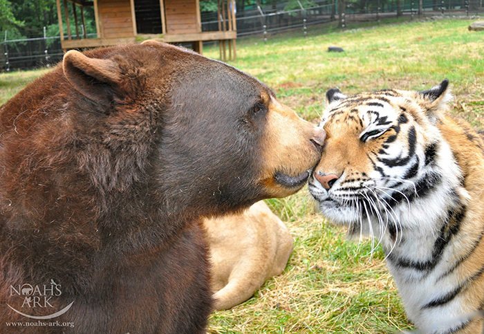 Balú je americký  černý medvěd, Leo je africký lev a Shere Khan je bengálský tygr.