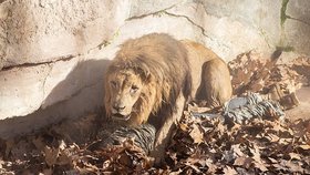 Lvi v zoo pomordovali neonacistu, který vlezl k nim do výběhu