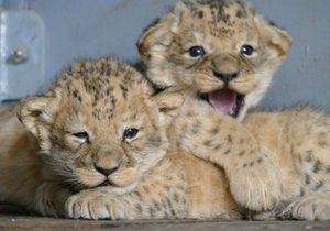 Dvojice třítýdenních lvíčat, která se narodila v brněnské zoo lvici Kivu a samci Lolkovi.