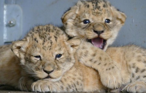 Kuk! Lví dvojčata z brněnské zoo: Unikátní záběry ulovil tajně krmič lvice