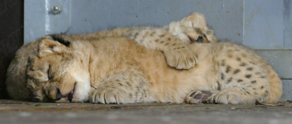 Dvojice třítýdenních lvíčat, která se narodila v brněnské zoo lvici Kivu a samci Lolkovi.