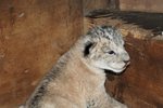 Sameček vyhubeného lva berberského se narodil v plzeňské zoo.