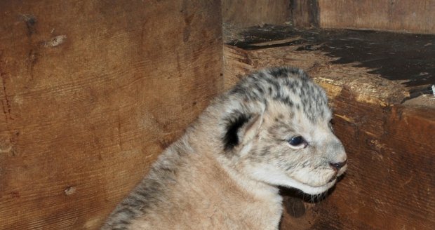 Sameček vyhubeného lva berberského se narodil v plzeňské zoo.