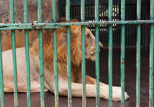 Lev chovaný v zoo (ilustrační foto)
