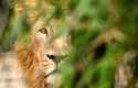 Lev indický patří v přírodě k druhům ohroženým vyhynutím