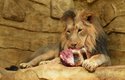 Mladý samec lva indického v ostravské zoo