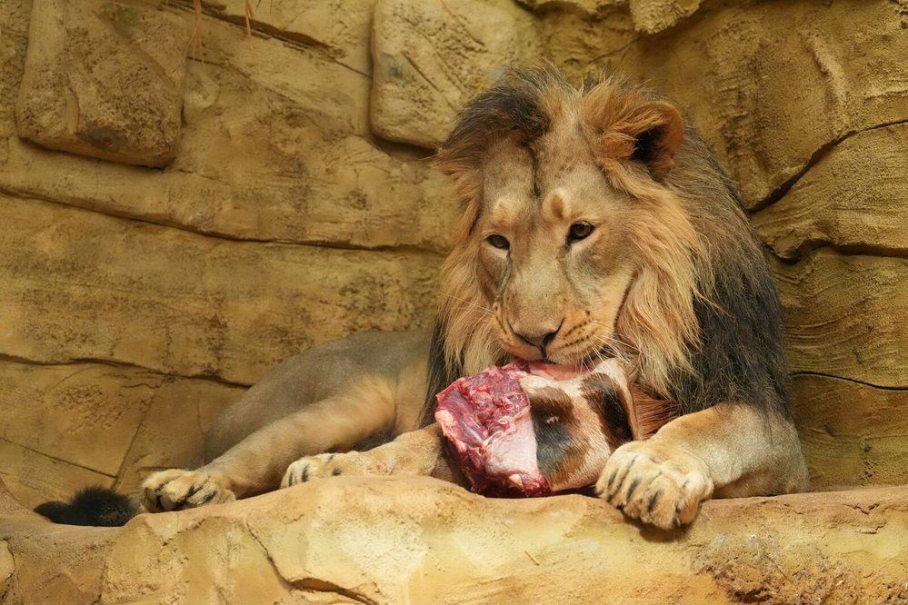 Mladý samec lva indického v ostravské zoo