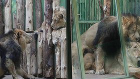 Na lvy v pražské zoo přišlo jaro.