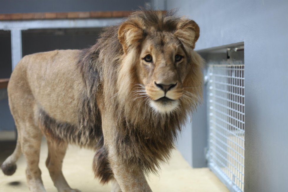 Dvouletý konžský lev Lolek při prvních krocích ve svém novém bydlišti v brněnské zoo