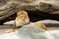 Muž vlezl v zoo lvovi do výběhu, šelma ho roztrhala! Chránila svá lvíčata?