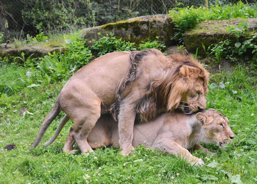 Během aktu lev samici něžně olizuje krk a zakusuje se do zátylku