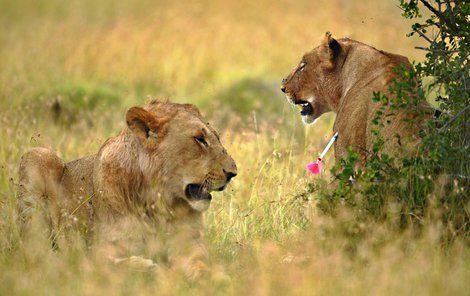 Mladý lev si všiml, že lvice má v těle něco, co tam nepatří.