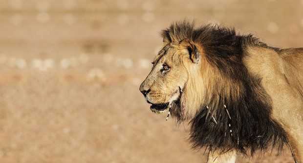 Lvi vs. dikobrazi: Jak se ze lva stane lidožrout