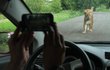 Lvím safari projíždějí auta, zvířata se tam tak pohybují i po asfaltu.
