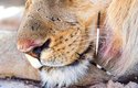 Dikobrazí osten zabodnutý v čenichu lva pořádně bolí
