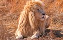 V Jižní Africe vzácně žijí neobvykle světlí až bílí lvi