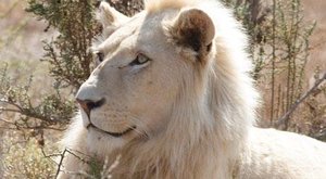 Safari za zmutovanými bílými lvy