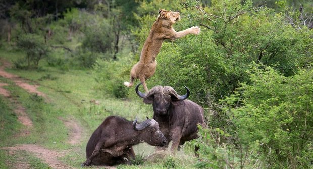 Létající lev, zuřící býk! Buvol nabral a vyhodil dravce do vzduchu
