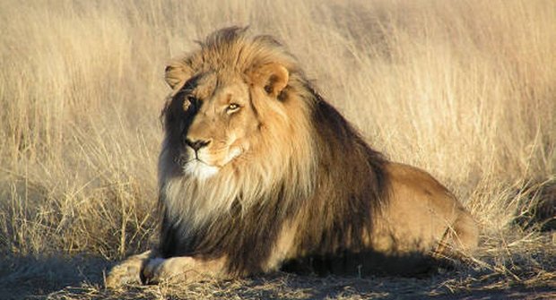 Ploty na ochranu lvů