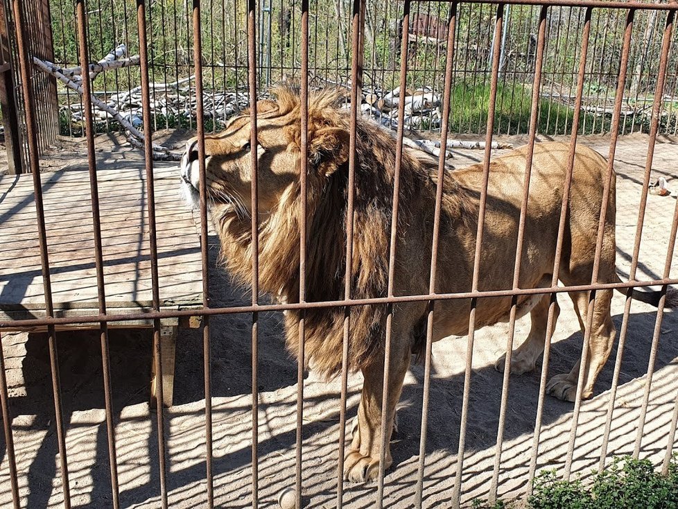 Lev leon v záchranné stanici ve Vysočanech