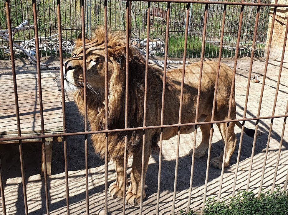 Lev leon v záchranné stanici ve Vysočanech