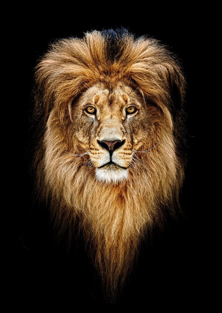 Mnoho lvů má ve tváři jizvy, které utržili při soubojích, kdy si zasazují údery předními tlapami