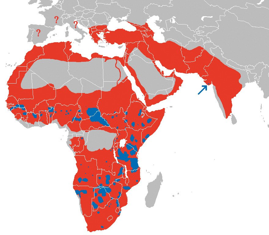 Historický (červená barva) a současný (modrá barva) areál výsky- tu afrických lvů
