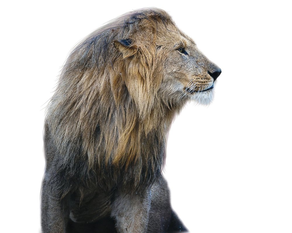 Mnoho lvů má ve tváři jizvy, které utržili při soubojích, kdy si zasazují údery předními tlapami