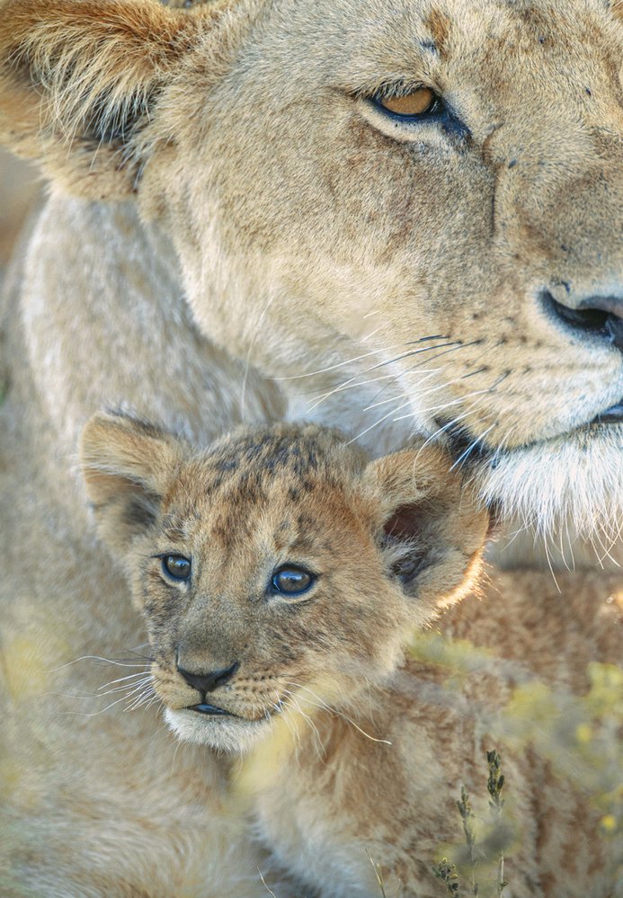 Lvíče s matkou v rezervaci Masai Mara v Keni